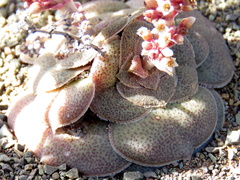 Crassula hemisphaerica