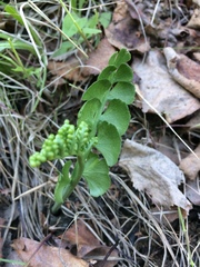 Botrychium neolunaria