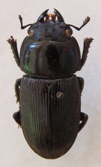 Dorcus curvidens curvidens