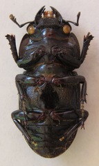 Dorcus curvidens curvidens