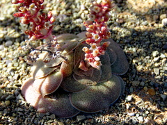 Crassula hemisphaerica
