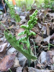 Botrychium neolunaria