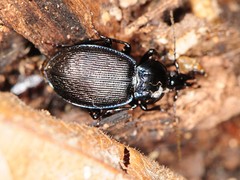 Sphaeroderus stenostomus