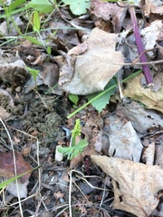 Botrychium neolunaria