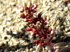 Crassula hemisphaerica