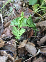 Botrychium neolunaria