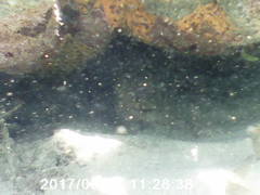 Gymnothorax funebris