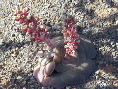 Crassula hemisphaerica