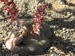Crassula hemisphaerica