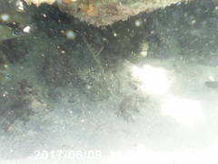 Gymnothorax funebris