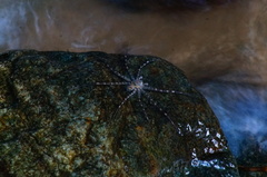 Neotama mexicana