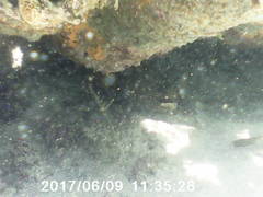 Gymnothorax funebris