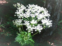 Pleurospermum austriacum