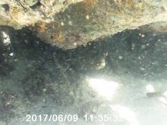 Gymnothorax funebris