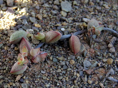 Crassula subaphylla subaphylla