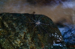 Neotama mexicana