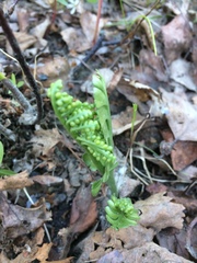 Botrychium neolunaria