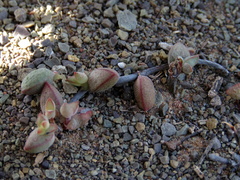 Crassula subaphylla subaphylla