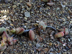 Crassula subaphylla subaphylla