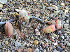 Crassula subaphylla subaphylla