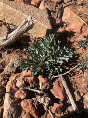 Pelargonium pillansii