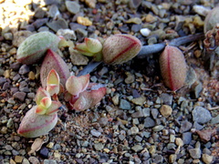 Crassula subaphylla subaphylla