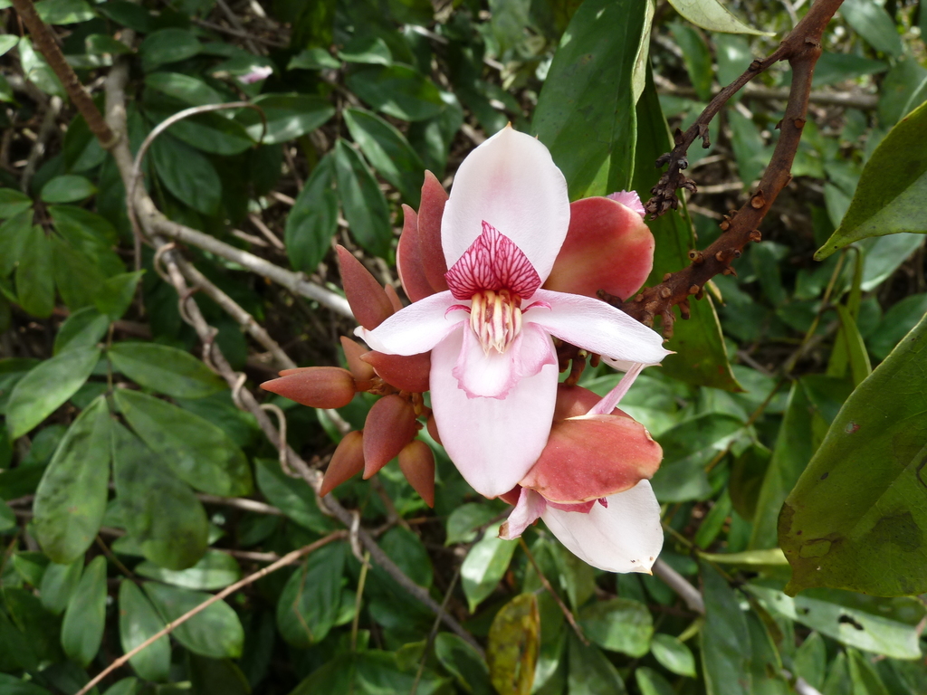 Duparquetioideae