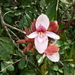 Duparquetia orchidacea - Photo (c) Carel Jongkind, algunos derechos reservados (CC BY-NC), subido por Carel Jongkind
