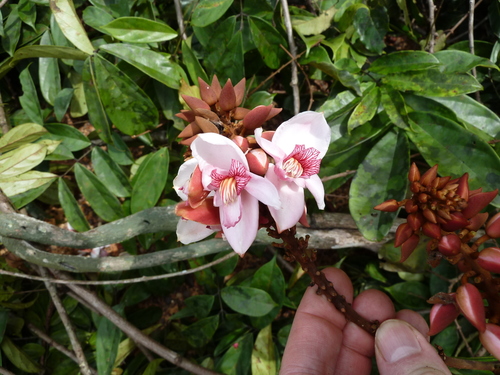 Duparquetia orchidacea image