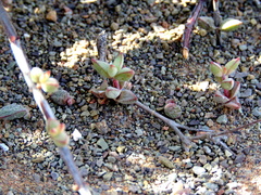 Crassula subaphylla subaphylla