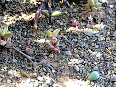 Crassula subaphylla subaphylla