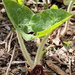 Canadian Wild Ginger - Photo (c) Susan Elliott, some rights reserved (CC BY-NC), uploaded by Susan Elliott
