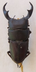 Dorcus ritsemae volscens