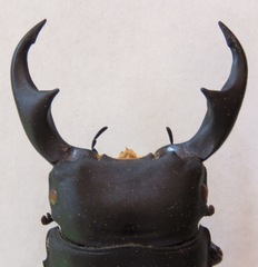 Dorcus ritsemae volscens