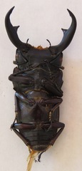 Dorcus ritsemae volscens