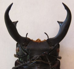 Dorcus ritsemae volscens