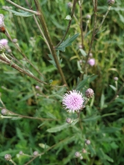 Cirsium arvense