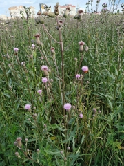 Cirsium arvense