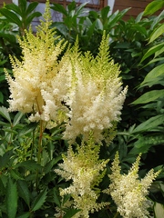 Astilbe japonica