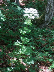 Pleurospermum austriacum