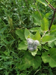 Arctium tomentosum