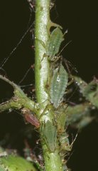 Macrosiphum rosae