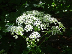 Pleurospermum austriacum