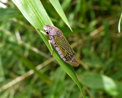 Oncometopia facialis