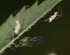 Macrosiphum rosae
