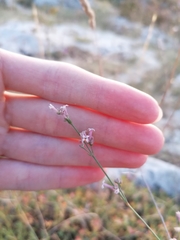 Asperula aristata
