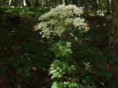 Pleurospermum austriacum