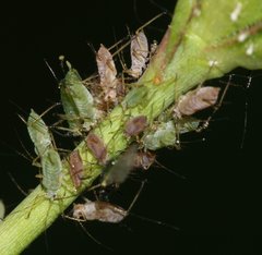 Macrosiphum rosae