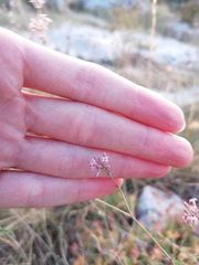Asperula aristata