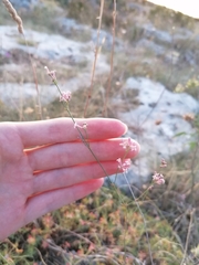 Asperula aristata